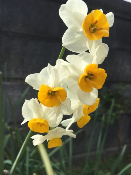 Narcissus tazetta var.chinensis