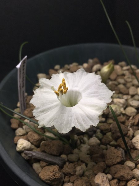 Narcissus cantabricus var. petunioides