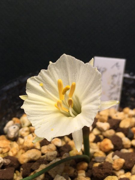 Narcissus cantabricus Clusii
