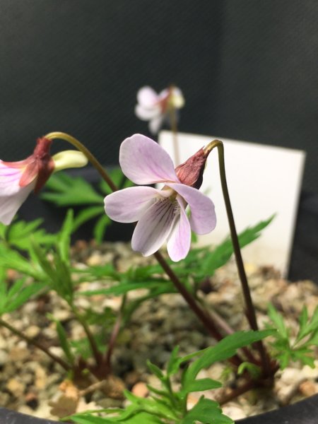 Viola chaerophylloides f. sieboldiana x V. eizanensis ‘Usubenihigo’