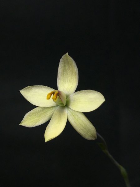Thelymitra nuda Tall white × antennifera