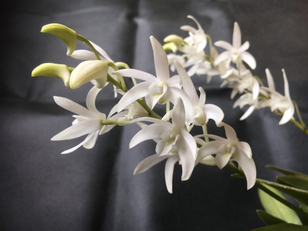 Dendrobium Specio-kingianum