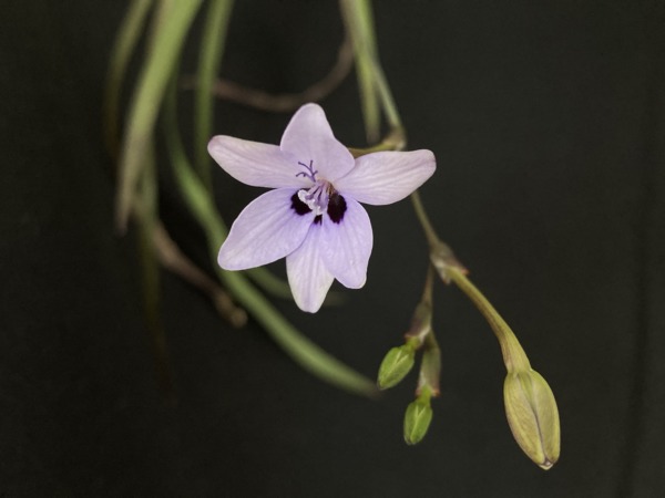 freesia laxa subsp. azurea