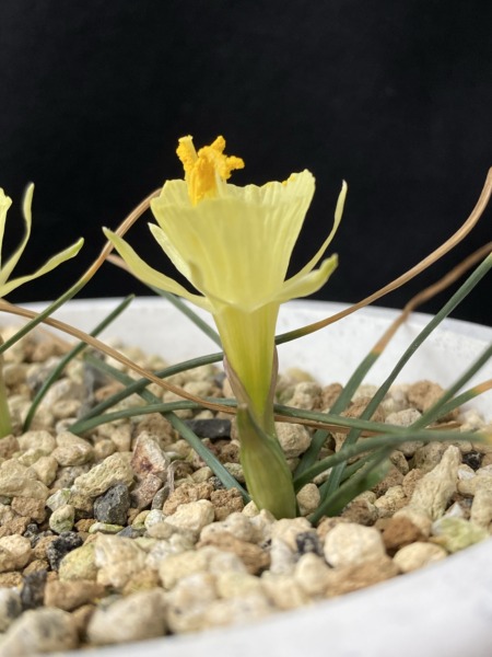 Narcissus romieuxii subsp. romieuxii var. rifanus