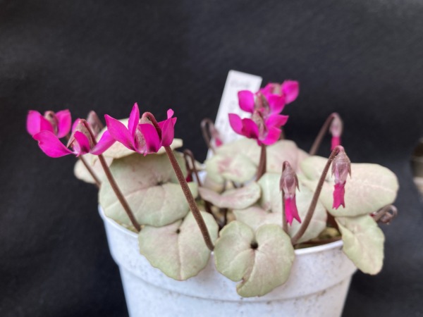 Cyclamen coum pink leaf