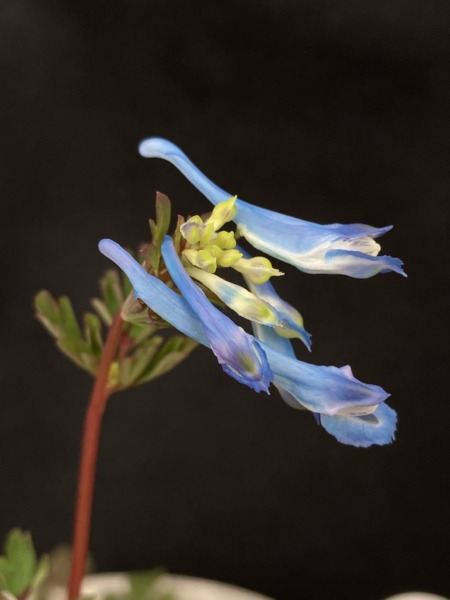 Corydalis flexuosa ‘China Blue’