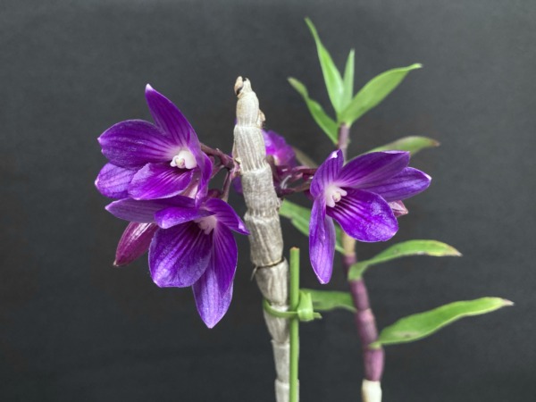 Dendrobium Miss You ‘ Sapphire No.1’
