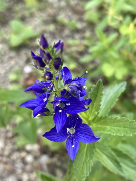 Veronica ‘Crater Lake Blue’
