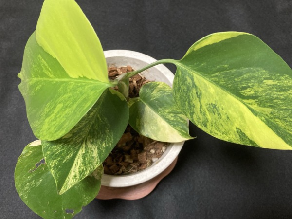 モンステラ 黄斑(Monstera deliciosa var.borsigiana 'yellow