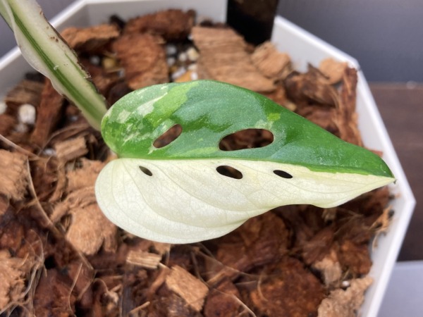 Monstera adansonii ‘white variegata’