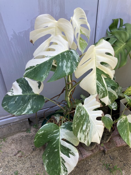 斑入りモンステラ 白斑(Monstera deliciosa var.borsigiana 'albo