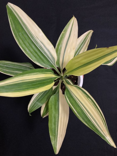 Dracaena thalioides variegata