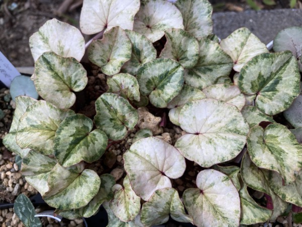 Cyclamen coum variegata