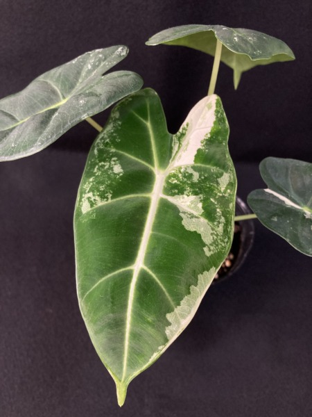 Alocasia ‘Green Velvet variegated’