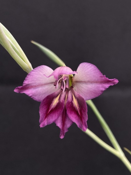 Gladiolus ‘紫式部(Murasakishikibu)’
