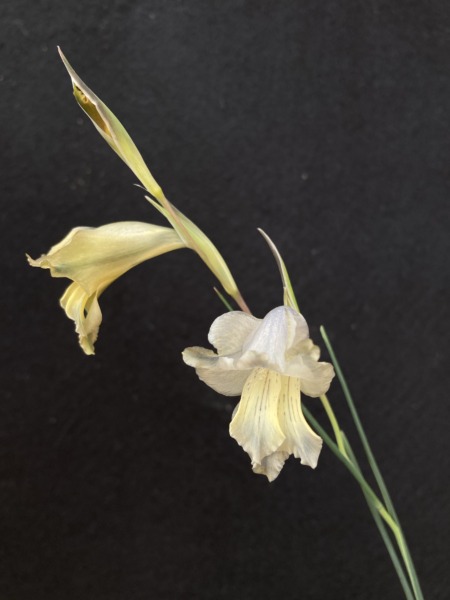 Gladiolus gracilis