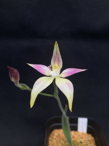 Caladenia (Harlequin × flava) × (Harlequin × speciosa)
