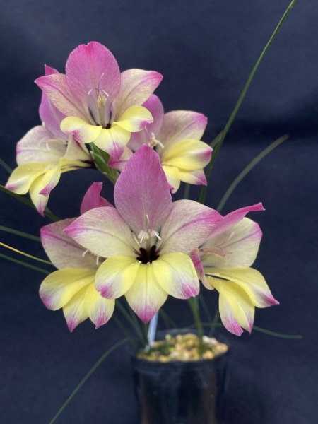 Gladiolus citrinus hybrid R1A