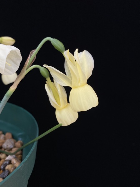 Narcissus triandrus subsp. pallidulus