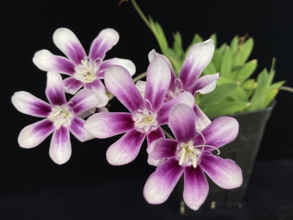 Sparaxis grandiflora ssp violacea