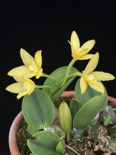 Cattleya cernua aurea strain (third generation)